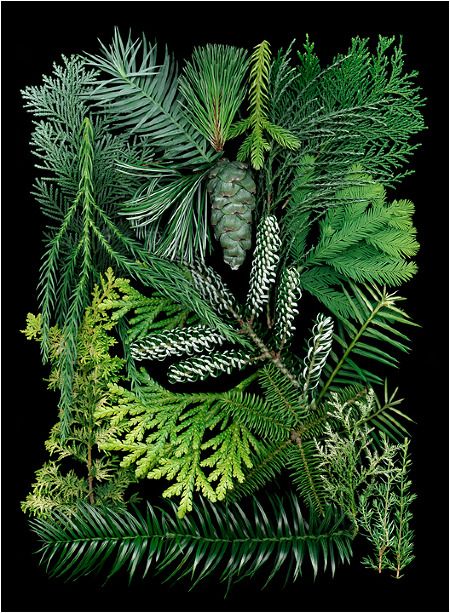 Ken Druse. Botanical Photographs